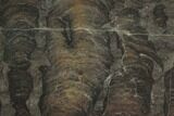 Polished Stromatolite (Inzeria) Section - Million Years #130663-1